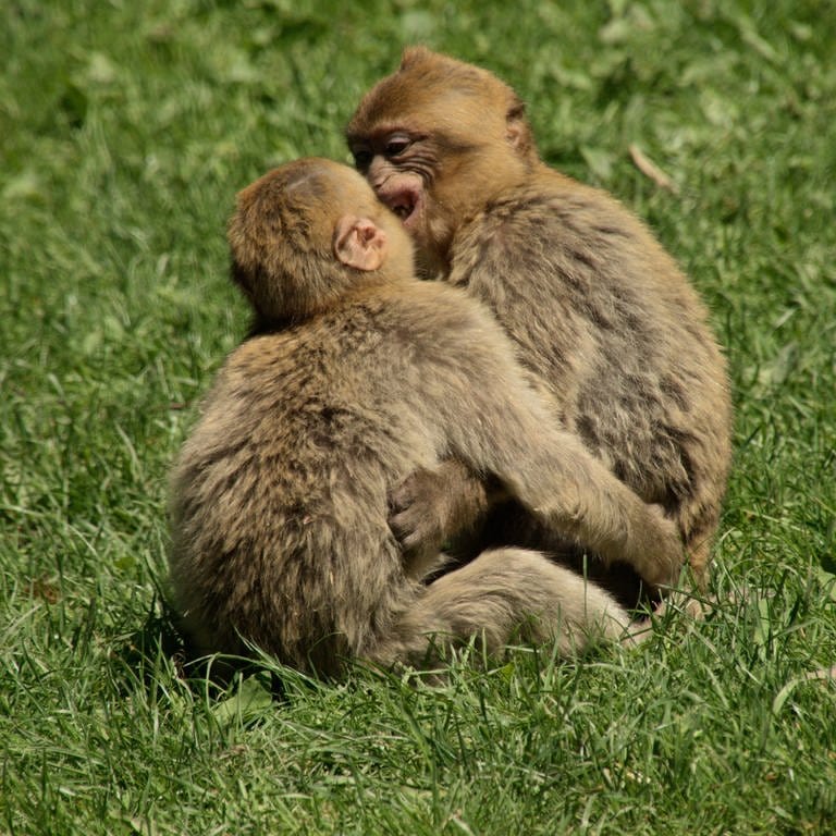 Berberaffen am Affenberg in Salem (Bodensee) beim Spielen.